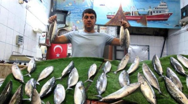 Karadeniz'de iskorpit balığı bereketi