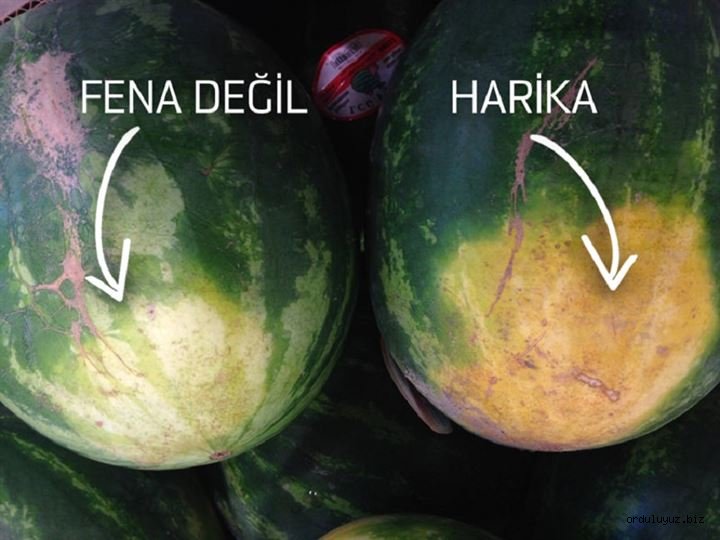 Karpuz seçmek bilgi işi!