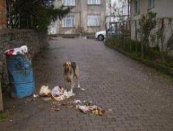 Ordu'nun Başıboş Köpekleri Çatalarmut'a mı Bırakılıyor?