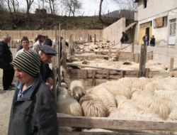 Koyun Dağıtımı Yapıldı