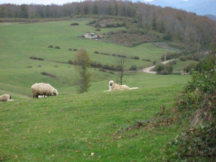 KURT SALDIRILARININ ARTTIĞI İTALYA, KANGAL KÖPEKLERİNİ TARTIŞIYOR