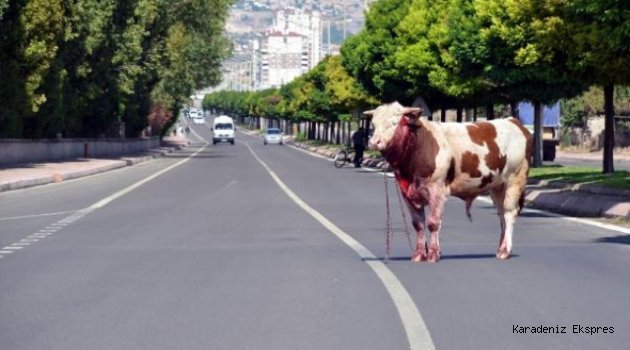 Mezbahaya götürülürken kaçan boğayla 3 saatlik mücadele