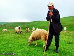Yaylacılarda "Kurbanlık" Hareketliliği