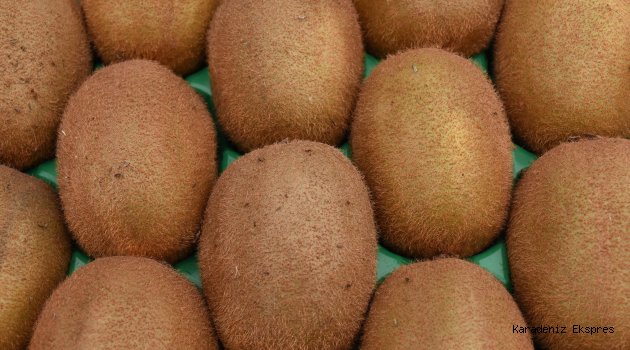 "Ordu Kivisi Hasat Şenliği" düzenlendi
