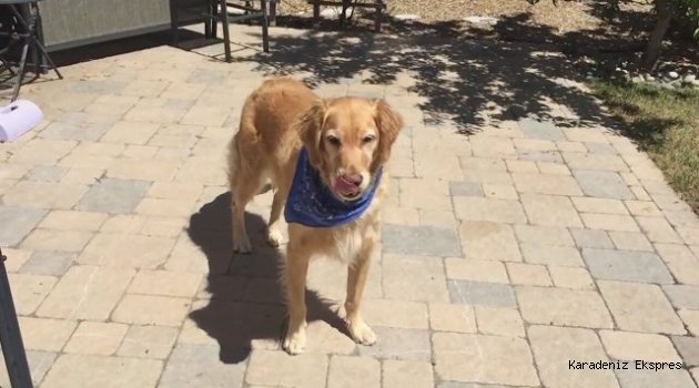 Ordu'da bin 970 köpek sahiplendirildi
