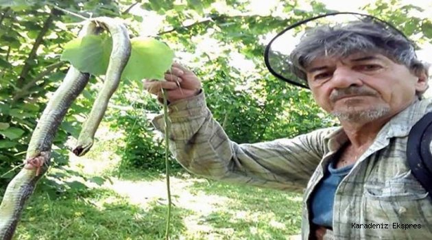 Ordu'da Fındık bahçelerini yılanlar bastı!