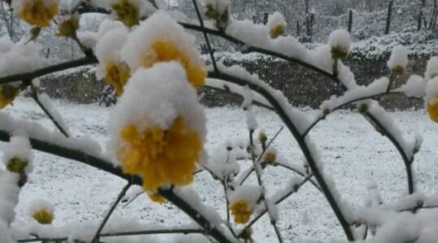 Ordu'da Kar Yağışı Endişeye Sebep Oldu