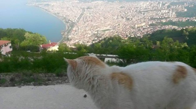 Ordu'da Seçim öncesi Trafoları Keşfe Çıkan Kedi!..