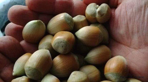 Ordu'da Yaş Fındık Satışa Çıktı