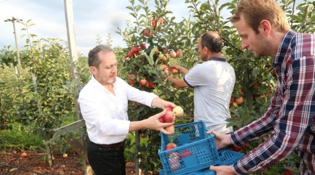 Rektör Yarılgaç, elma hasatına katıldı