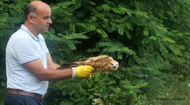 Sağlığına kavuşturduğu kızıl şahini doğaya saldı