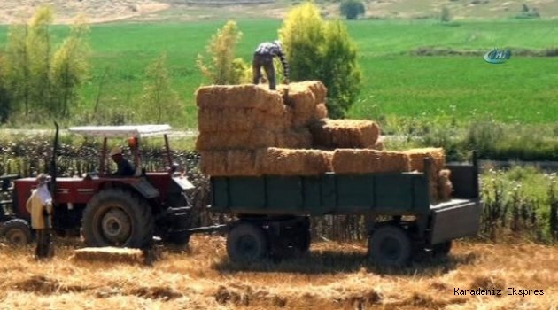 Saman yatırım aracı oldu! Borsası kuruluyor!