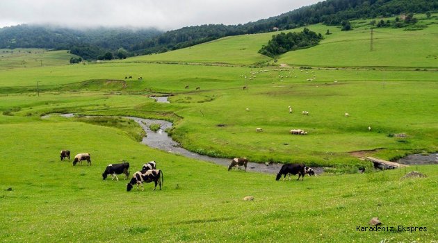 İthal hayvanların sağlık denetimlerinde veteriner zorunluluğu kaldırıldı