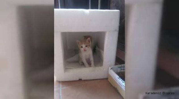 Sokak kedisi ve yavrularının yeni evi sağlık merkezi oldu