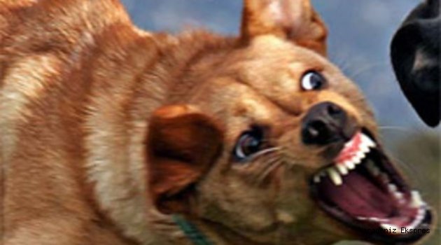 SOKAK KÖPEKLERİNE DİKKAT!!!