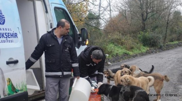 Sokakta yaşayan hayvanlara günlük 1 ton mama