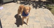 Ordu'da bin 970 köpek sahiplendirildi