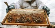 Türk balı en çok Almanya'ya satıldı