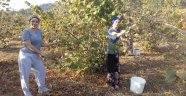 Ordu - Giresun Güncel Fındık Fiyatları