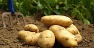 SURİYEDEN 'PATATES İTHALATI' İLE İLGİLİ SORU İŞARETLERİ BİTMİYOR