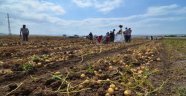 Çorum'da patates hasadına başlandı
