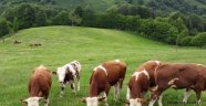 Rusya'dan sığır eti ithal ediyoruz!