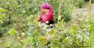 Fındık Konusunda üretici, tüccar, ihracatçı olarak sadece günü kurtarıyoruz