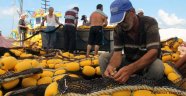Balıkçılar yeni sezonda palamuttan umutlu