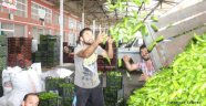 Çiftçilerin ürünleri değerini buldu