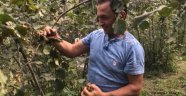 FİSKOBİRLİK FINDIK ALIMINA BAŞLADI
