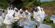 Arılarda "varroa" hastalığı üreticileri düşündürüyor