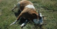 Bulgaristan’da hayvanlarda şarbon paniği