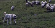 'Et baronlarını durdurun'... Et ithalatının önünün açılması için düğmeye basıldı!