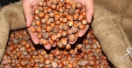 Fındık alımları yarın başlıyor