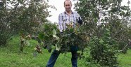 Fındık fiyatı 15 TL'nin üzerine çıkabilir