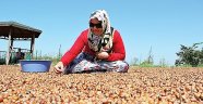 Fındıkta fiyatı 'Gong' belirleyecek!