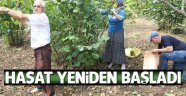 Fındıkta hasat yeniden başladı