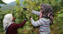 Fındıkta hasat zamanı Türkiye için ne anlama geliyor?