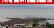 Fındıkta muhtemel zarar 600-700 ton civarında