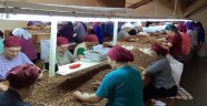 Fındıkta rekor Trabzon'un