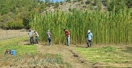 Hanönü'de yeniden ekilen kendir hasat ediliyor