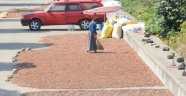 Harmanı Olmayan Üreticiler Fındığı, Karadeniz Sahil Yolu Kenarında Kurutuyorlar