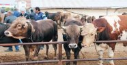 Hayvancılık alarm veriyor: ‘Sektörden çıkmak isteyen mezbahalara koşuyor’