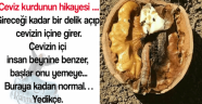 İbretlik 'Ceviz kurdu' hikayesi