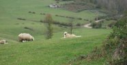 KURT SALDIRILARININ ARTTIĞI İTALYA, KANGAL KÖPEKLERİNİ TARTIŞIYOR