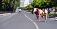 Mezbahaya götürülürken kaçan boğayla 3 saatlik mücadele