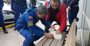 Polis aracının motor kısmına sıkışan kedi kurtarıldı
