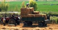 Saman yatırım aracı oldu! Borsası kuruluyor!