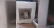 Sokak kedisi ve yavrularının yeni evi sağlık merkezi oldu