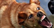 SOKAK KÖPEKLERİNE DİKKAT!!!